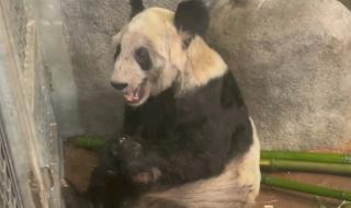 大熊猫丫丫周四几点直播 熊猫丫丫最新情况