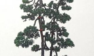 什么花代表最珍视的爱 代表暗恋与守护的花