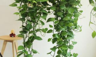 刚装修好的房子,想放几盆植物净化一下,想知道哪种植物最吸收甲醛呢 装修去甲醛的植物