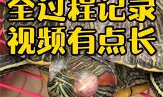 巴西龟白眼病怎么治啊 巴西龟白眼病怎么办