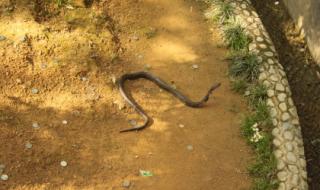 四川眼镜蛇分布 四川毒蛇有哪些图片