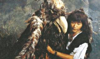 射雕侠之大者和谋略纵横怎么选 神雕之纵横江湖