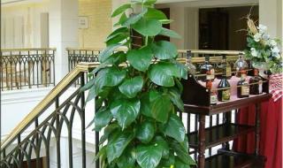 绿植租赁租摆多少钱